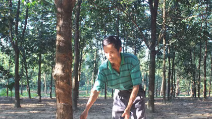Vợ chồng nghèo bám rừng 'nuôi chữ' cho con