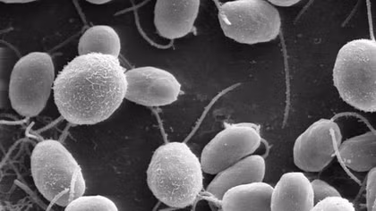 Chống mù lòa bằng tảo xoắn và đưa virus vào gene tế bào võng mạc