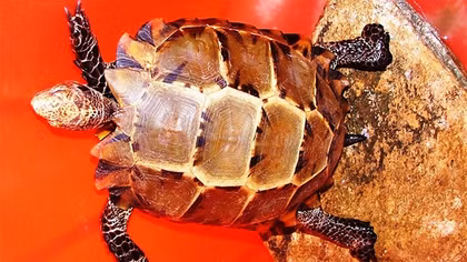 Bác tin đồn ‘rùa thiêng bò vào đình làng’