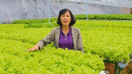 Trồng rau thủy canh theo công nghệ Châu Âu