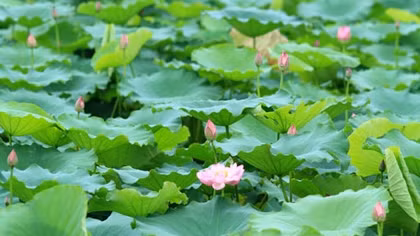 Quà Hà Nội