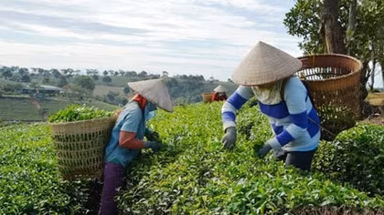 80 tấn chè xuất đi Đài Loan bị trả về