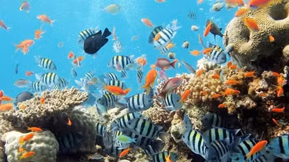 Đà Nẵng khai trương tour sinh thái hấp dẫn