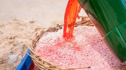 Chất nhuộm đỏ ruốc biển ở Phú Yên là độc hại