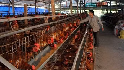 Cần trân trọng từng đồng vốn vay viện trợ đầu tư vào nông nghiệp