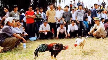Núp bóng chọi gà truyền thống để đánh bạc