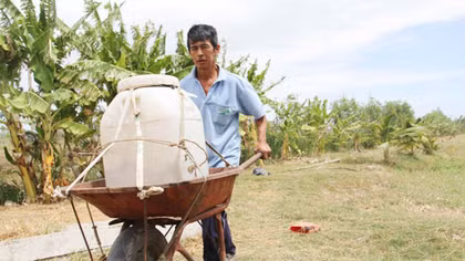 Ngành chăn nuôi điêu đứng vì hạn mặn