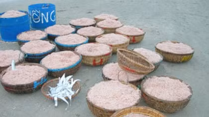Ngư dân Quảng Ngãi được mùa ruốc
