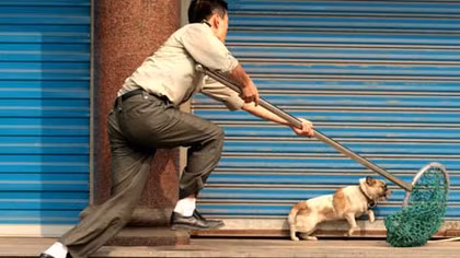 Khởi tố hai cậu cháu trộm chó