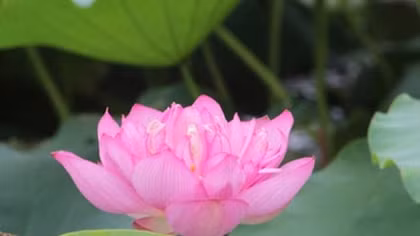 Khai mạc Triển lãm ảnh nghệ thuật 'Sen trong đời sống văn hóa Việt' và 'Non nước Ninh Bình'