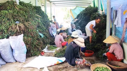 Ồ ạt tận thu cau non bán cho thương lái Trung Quốc