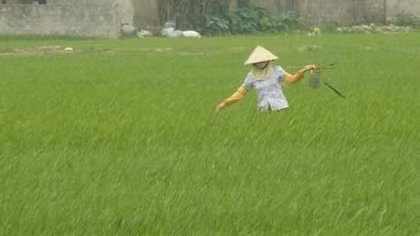 Đội nữ diệt chuột ‘cừ khôi’ trên cánh đồng Châu Quan