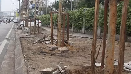 Hà Nội thay cây mỡ trên phố Nguyễn Chí Thanh bằng cây lát hoa