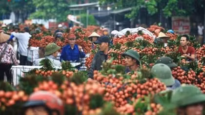 Không nâng chất lượng, trái cây Việt khó ra thị trường thế giới