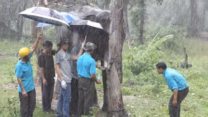 Cắt ngà để cứu voi Thoong Ngân