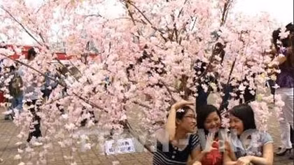Lễ hội Hoa anh đào sẽ được tổ chức ở Hoàng thành Thăng Long