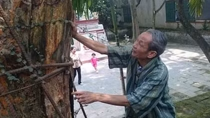 Bi hài chuyện cả làng 'không ngủ' chống… sưa tặc