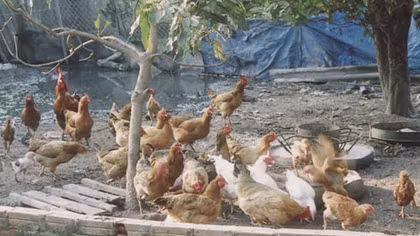 Lao đao vì thịt gà siêu rẻ nhập từ Mỹ