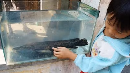  Cá lạ có đầu giống cá sấu, vẩy rắn, đuôi cá lóc xuất hiện