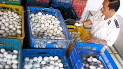 Phát hiện gần 6.000 quả trứng ngỗng nhập lậu