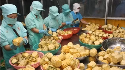 Đầu tư chế biến rau quả Việt để “vào” các thị trường khó tính