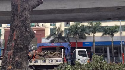 Thành ủy Hà Nội: Hạn chế thấp nhất việc loại bỏ, thay thế cây đã trồng