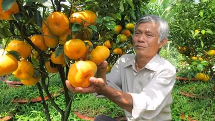 Làm giàu từ chậu quýt hồng