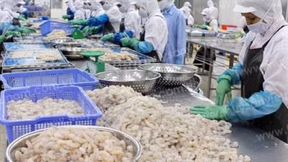 Mức thuế chống bán phá giá tôm vào Mỹ giảm mạnh