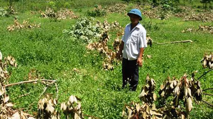 Kẻ xấu chặt phá cây cao su của dân