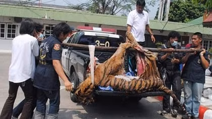 Interpol: Điều phối chiến dịch chống buôn bán trái phép động vật hoang dã ở châu Á