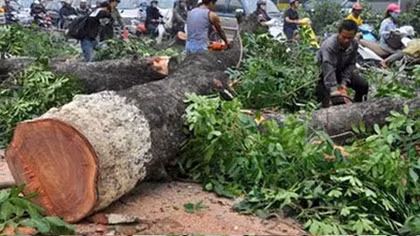 Hà Nội xử lý những ai trong vụ chặt cây xanh?