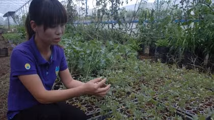 Cơn sốt cà chua đen trên cao nguyên