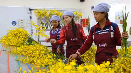 Lan vũ nữ rộng đường sang thị trường Nhật