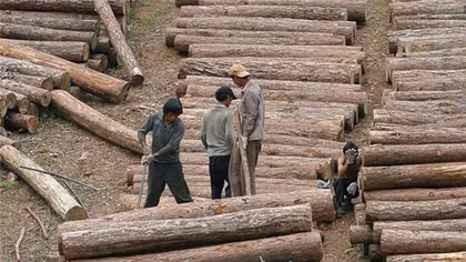 Myanmar kết án tù 155 người Trung Quốc vì khai thác gỗ lậu