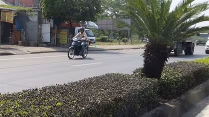 Nhiều cây mỡ đang bị đầu độc bằng hóa chất