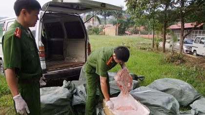 Thu giữ và tiêu hủy gần 1 tấn nầm lợn thối