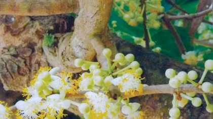 Ba trăm năm một cội “mai thần”