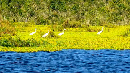 U Minh Thượng trở thành khu Ramsar thứ 2.228 của thế giới