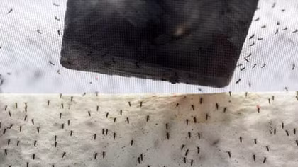 Brazil chạy đua chế tạo vaccine và muỗi sinh học chống virus Zika