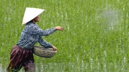 Tác hại nghiêm trọng khi dùng xi măng làm phân bón