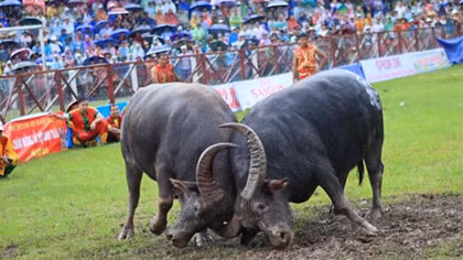 Lễ hội chọi trâu Đồ Sơn 2015