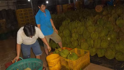 ‘Đột nhập’ cơ sở nhúng chất cấm làm chín sầu riêng
