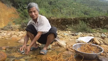 Lão nông người Cơ Tu và "công nghệ" trồng sâm ba kích thoát nghèo