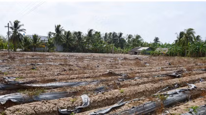 Xã nghèo quay quắt trong hạn mặn