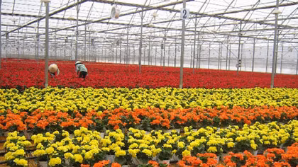 Chuyện Tây làm giàu ở xứ ta