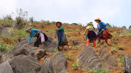 'Mầm xanh' trên vùng biển đá