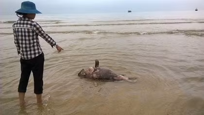 Nhà khoa học phản bác kết luận của Bộ Tài nguyên – Môi trường 