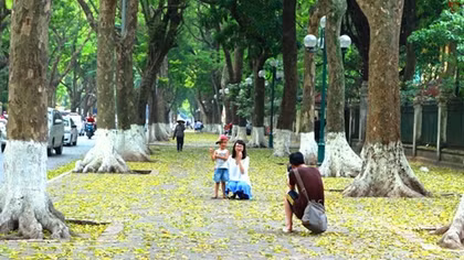 Hà Nội đẹp ngỡ ngàng mùa lá vàng rơi