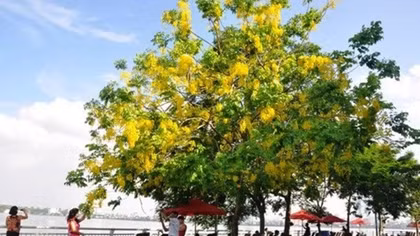 Hà Nội rực vàng mùa hoa Muồng hoàng yến