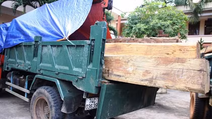 Hạt trưởng kiểm lâm thuê xe chở gỗ lậu
